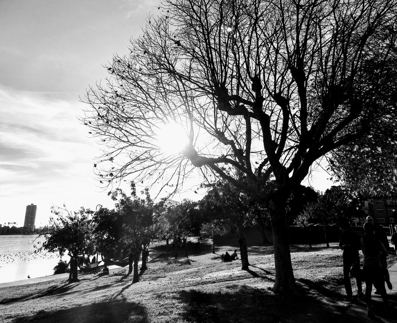 Trees by Lake Merritt in Oakland
